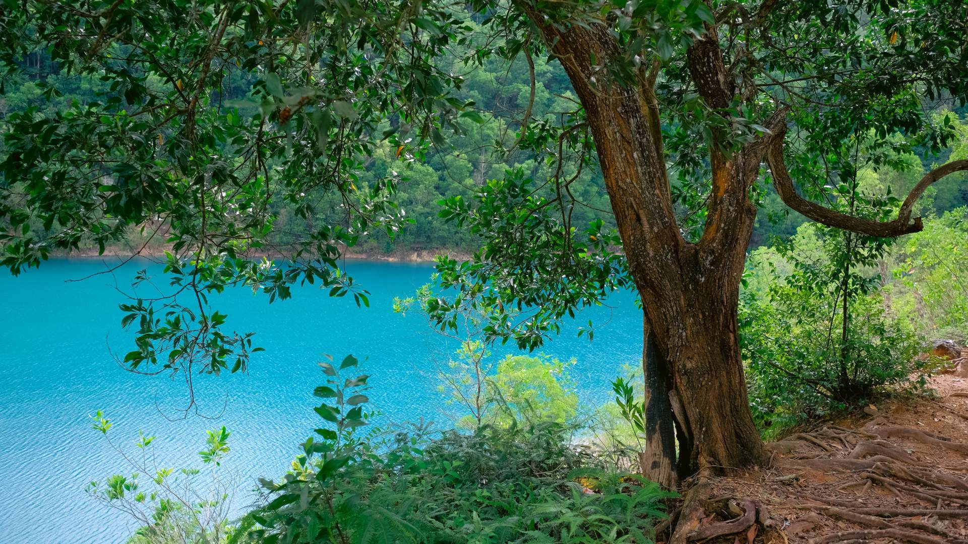 nature-lake-trees