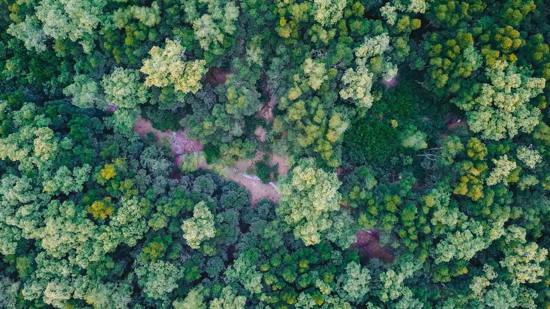 aerial-view-green-forest