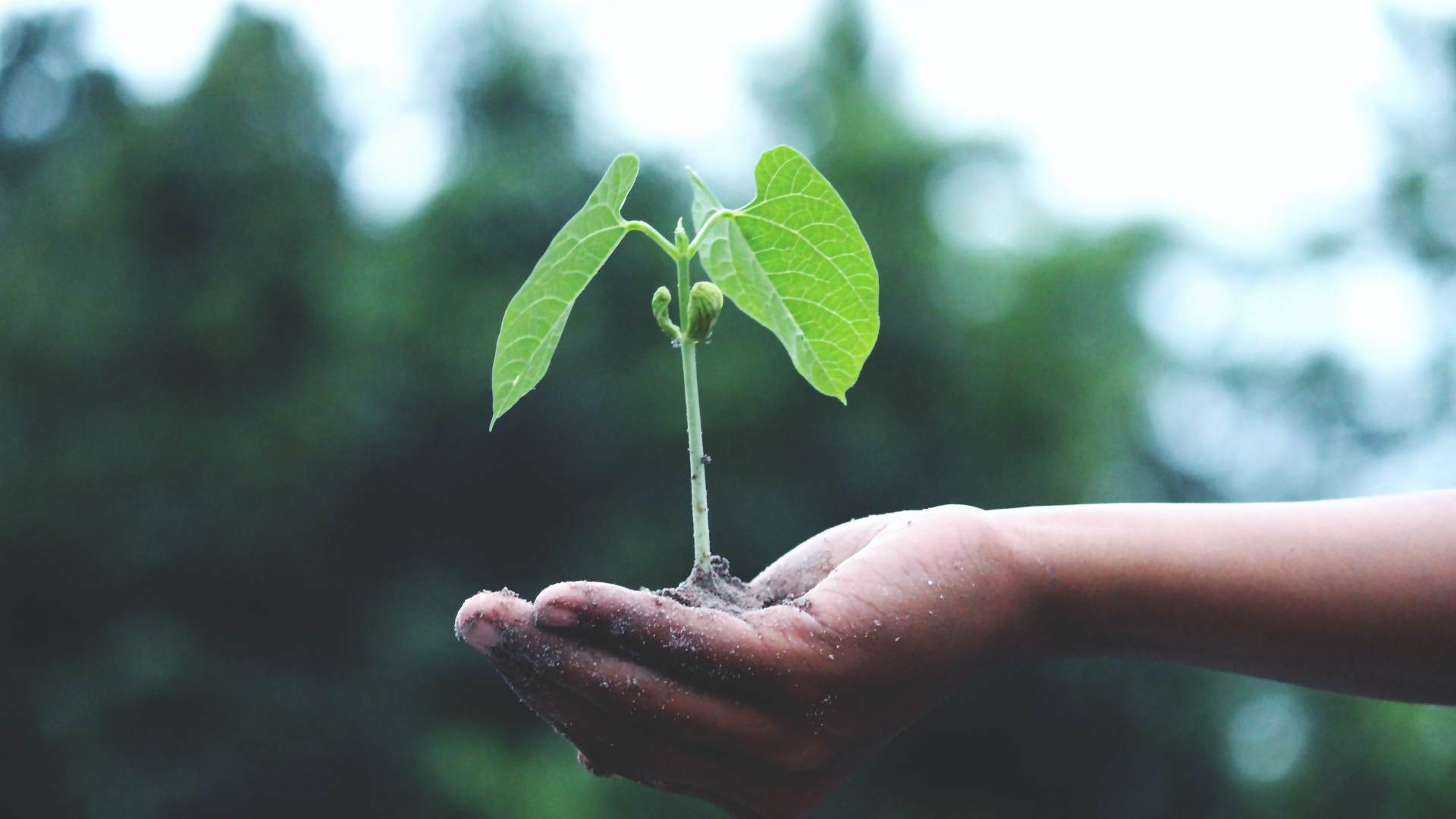 growth-plant-greenery-seeding